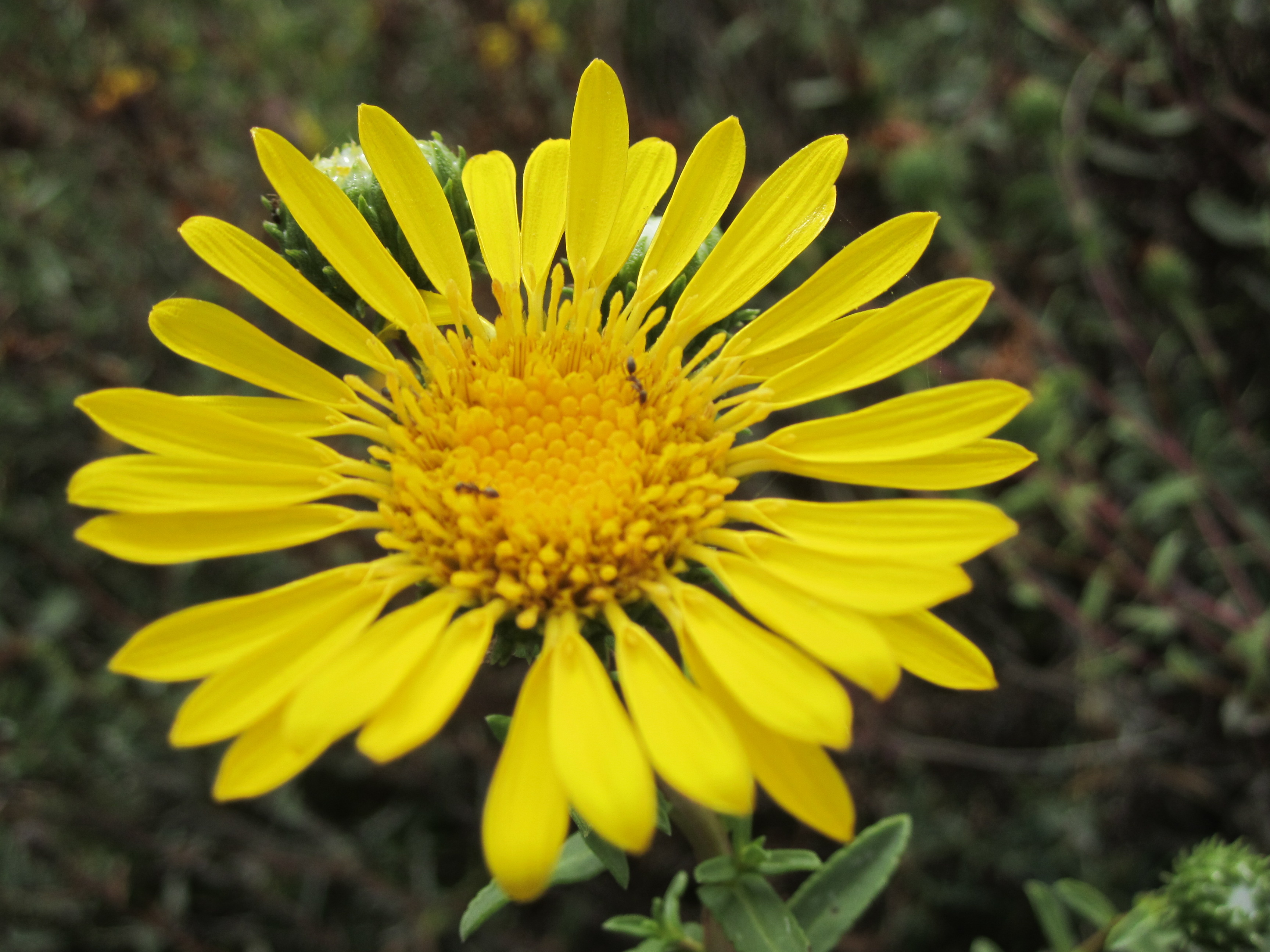 picture of grindella stricta, marsh gumplant. A composite flower with sometimes sticky flowerheads